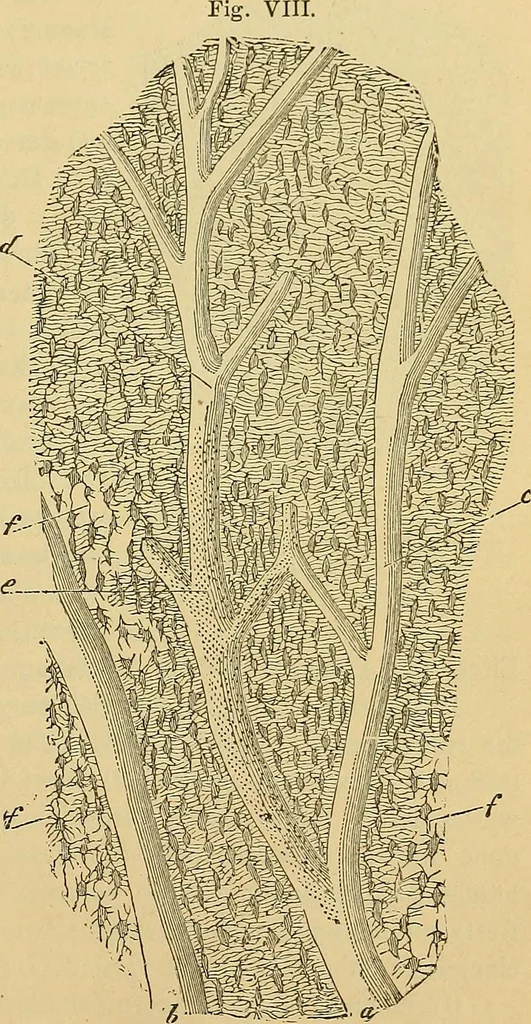 An illustration from Handbuch der klinischen Mikroskopie : mit Berücksichtigung der wichtigsten chemischen Untersuchungen am Krankenbette und der Verwendung des Mikroskopes in der gerichtlichen Medicin, 1883, leaf 88