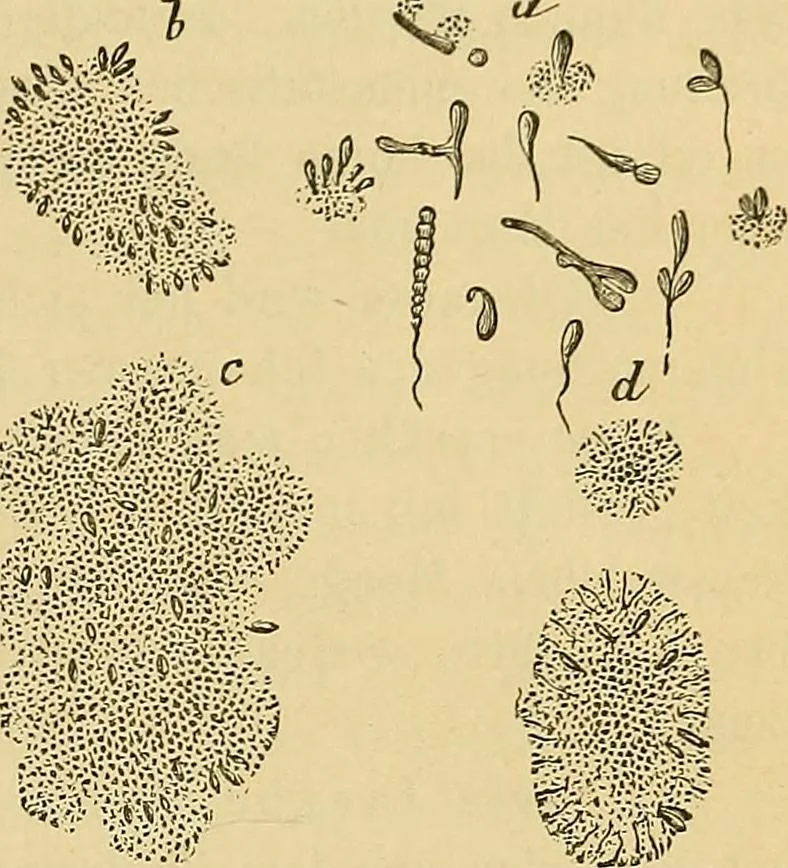 An illustration from Handbuch der klinischen Mikroskopie : mit Berücksichtigung der wichtigsten chemischen Untersuchungen am Krankenbette und der Verwendung des Mikroskopes in der gerichtlichen Medicin, 1883, leaf 92