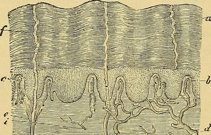 An illustration from Handbuch der klinischen Mikroskopie : mit Berücksichtigung der wichtigsten chemischen Untersuchungen am Krankenbette und der Verwendung des Mikroskopes in der gerichtlichen Medicin, 1883, leaf 95