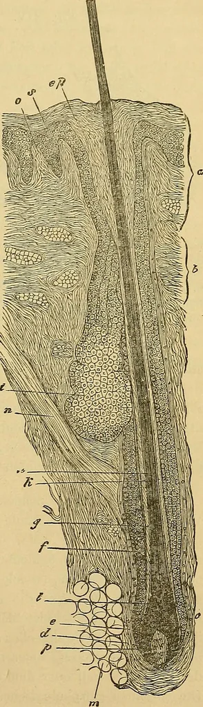 An illustration from Handbuch der klinischen Mikroskopie : mit Berücksichtigung der wichtigsten chemischen Untersuchungen am Krankenbette und der Verwendung des Mikroskopes in der gerichtlichen Medicin, 1883, leaf 96