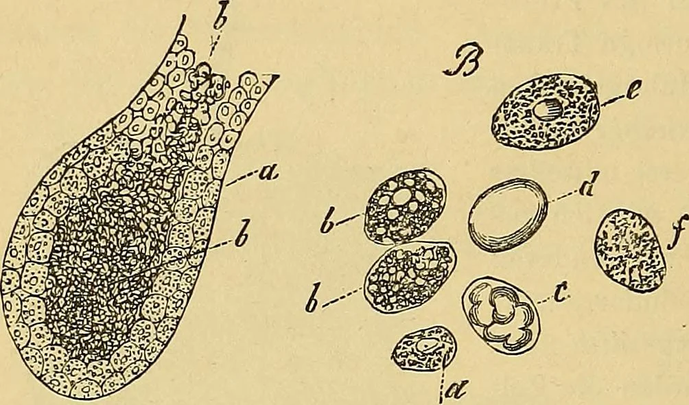 An illustration from Handbuch der klinischen Mikroskopie : mit Berücksichtigung der wichtigsten chemischen Untersuchungen am Krankenbette und der Verwendung des Mikroskopes in der gerichtlichen Medicin, 1883, leaf 97