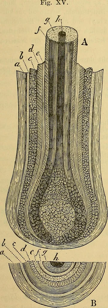 An illustration from Handbuch der klinischen Mikroskopie : mit Berücksichtigung der wichtigsten chemischen Untersuchungen am Krankenbette und der Verwendung des Mikroskopes in der gerichtlichen Medicin, 1883, leaf 98