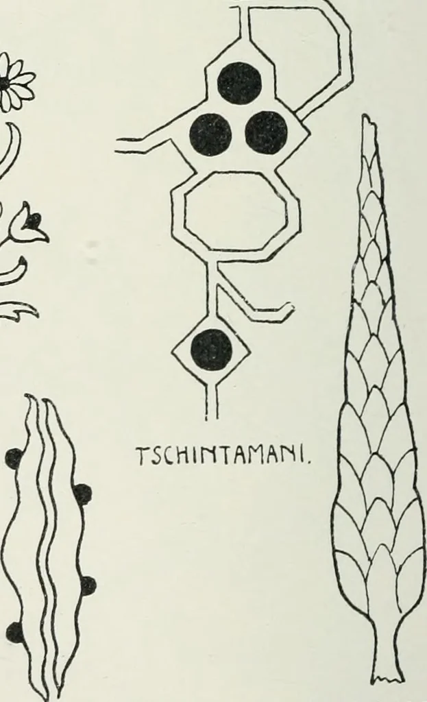 An illustration from Handbuch der orientalischen Teppichkunde, 1922, leaf 286