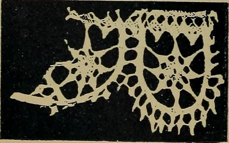 An illustration from Handbuch der Spitzenkunde, Technisches und Geschichtliches über die Näh-, Klöppel- und Maschinenspitzen, 1894, leaf 46