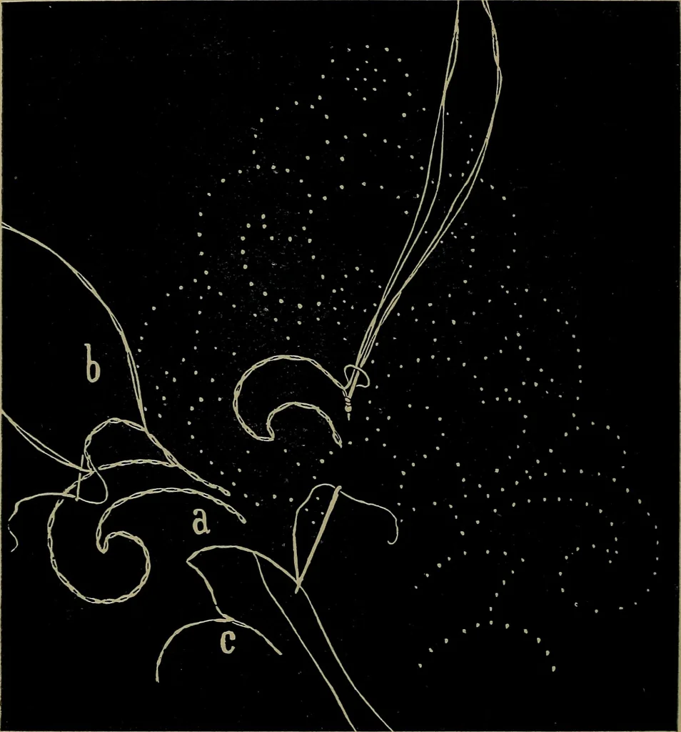 An illustration from Handbuch der Spitzenkunde, Technisches und Geschichtliches über die Näh-, Klöppel- und Maschinenspitzen, 1894, leaf 84