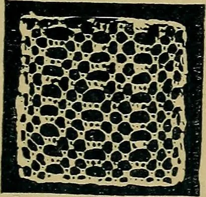 An illustration from Handbuch der Spitzenkunde, Technisches und Geschichtliches über die Näh-, Klöppel- und Maschinenspitzen, 1894, leaf 87