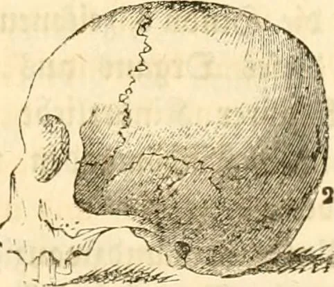 An illustration from Handbuch der Phrenologie, 1845, leaf 101
