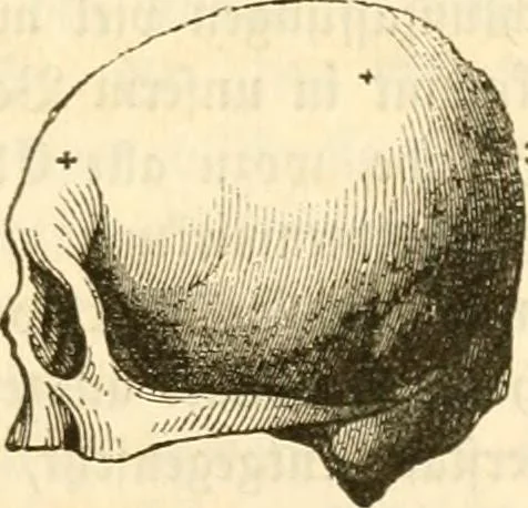 An illustration from Handbuch der Phrenologie, 1845, leaf 107