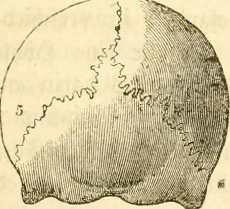 An illustration from Handbuch der Phrenologie, 1845, leaf 117