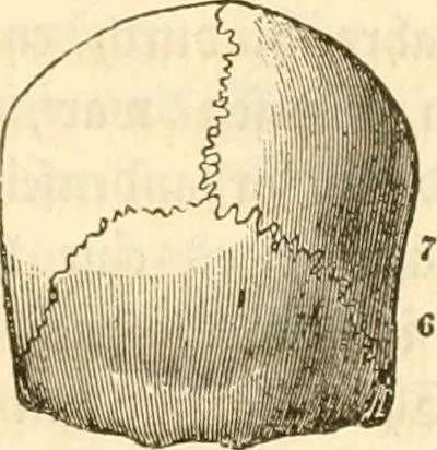 An illustration from Handbuch der Phrenologie, 1845, leaf 117