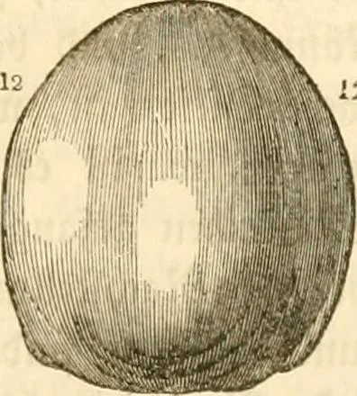 An illustration from Handbuch der Phrenologie, 1845, leaf 151