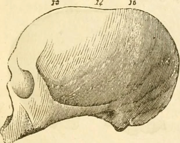 An illustration from Handbuch der Phrenologie, 1845, leaf 159