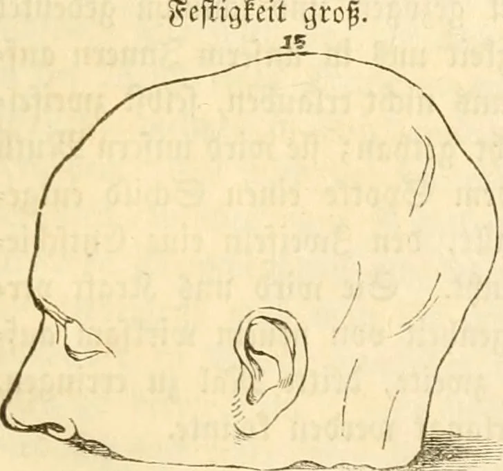 An illustration from Handbuch der Phrenologie, 1845, leaf 167
