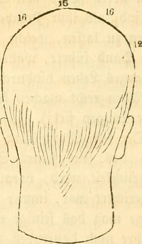 An illustration from Handbuch der Phrenologie, 1845, leaf 172