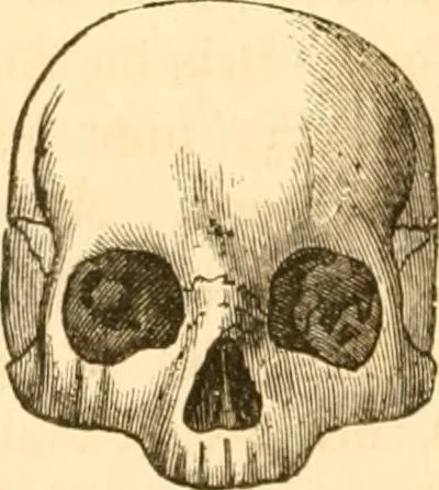 An illustration from Handbuch der Phrenologie, 1845, leaf 188