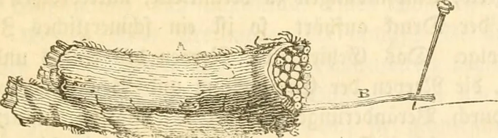 An illustration from Handbuch der Phrenologie, 1845, leaf 27