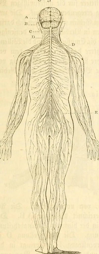 An illustration from Handbuch der Phrenologie, 1845, leaf 31