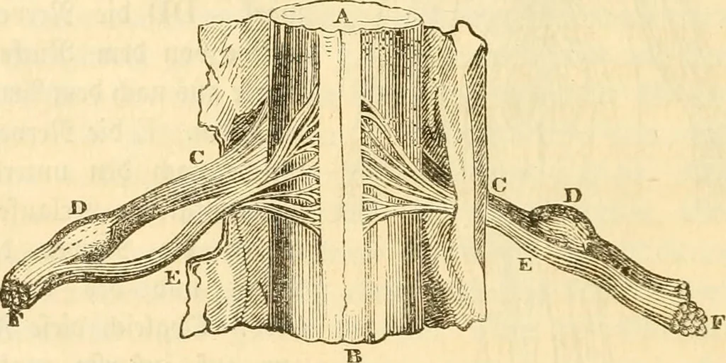 An illustration from Handbuch der Phrenologie, 1845, leaf 32