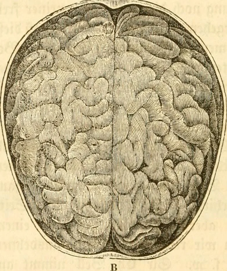 An illustration from Handbuch der Phrenologie, 1845, leaf 34