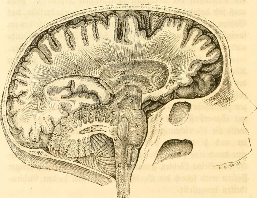 An illustration from Handbuch der Phrenologie, 1845, leaf 36