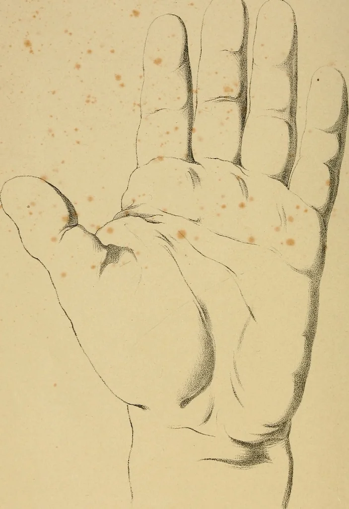 An illustration from The hand phrenologically considered: being a glimpse at the relation of the mind with the organisation of the body, 1748, leaf 5
