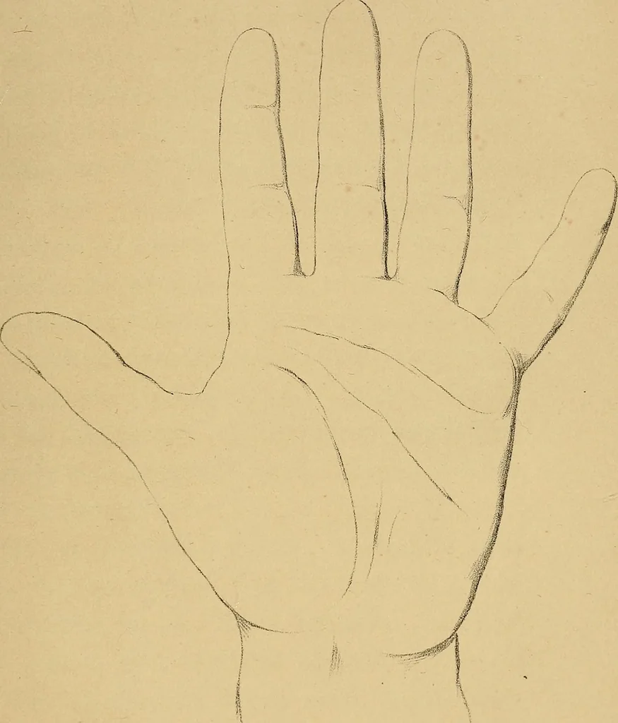 An illustration from The hand phrenologically considered: being a glimpse at the relation of the mind with the organisation of the body, 1748, leaf 84