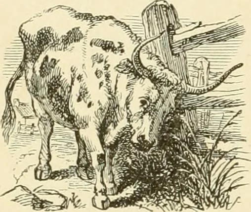 An illustration from Harpel's typograph : or Book of specimens containing useful information, suggestions and a collection of examples of letterpress job printing arranged for the assistance of master printers, amateurs, apprentices, and others,, 1870, leaf 252