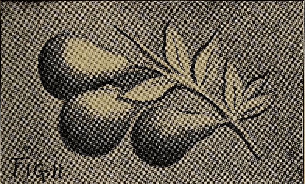 An illustration from Harper's handy-book for girls, ed, 1910, leaf 177