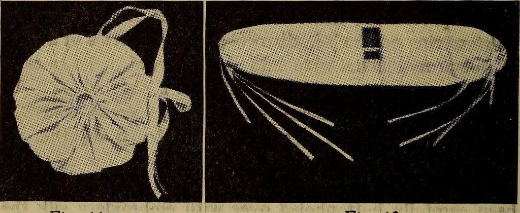 An illustration from Harper's handy-book for girls, ed, 1910, leaf 298