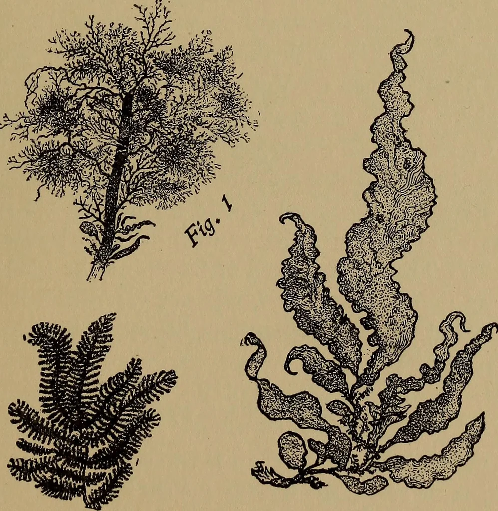 An illustration from Harper's handy-book for girls, ed, 1910, leaf 313
