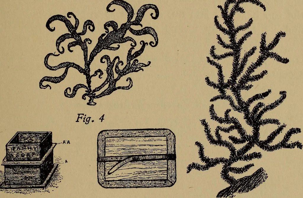 An illustration from Harper's handy-book for girls, ed, 1910, leaf 315