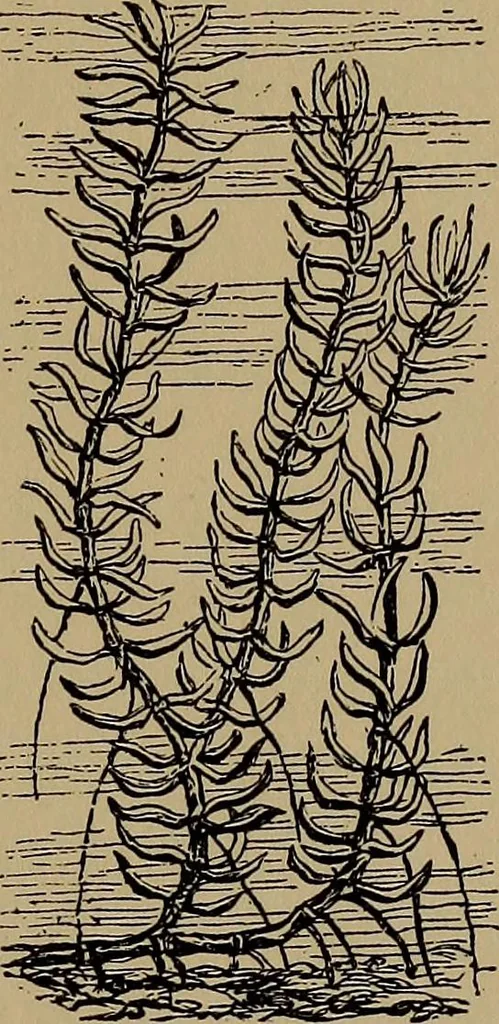 An illustration from Harper's handy-book for girls, ed, 1910, leaf 325