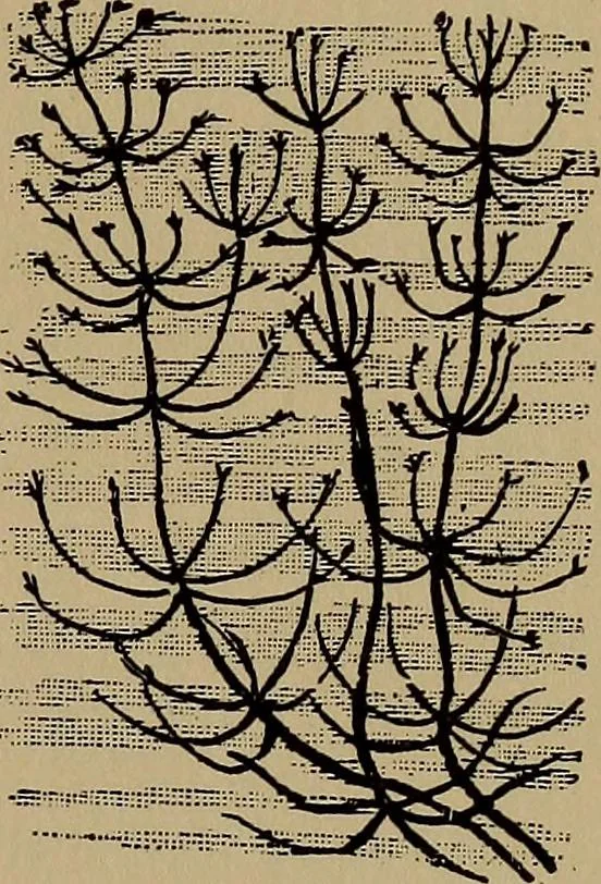 An illustration from Harper's handy-book for girls, ed, 1910, leaf 325