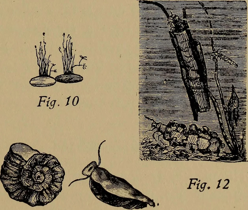 An illustration from Harper's handy-book for girls, ed, 1910, leaf 325