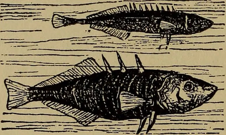 An illustration from Harper's handy-book for girls, ed, 1910, leaf 328