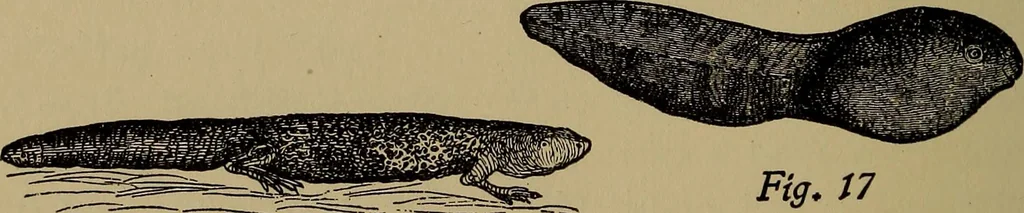 An illustration from Harper's handy-book for girls, ed, 1910, leaf 328
