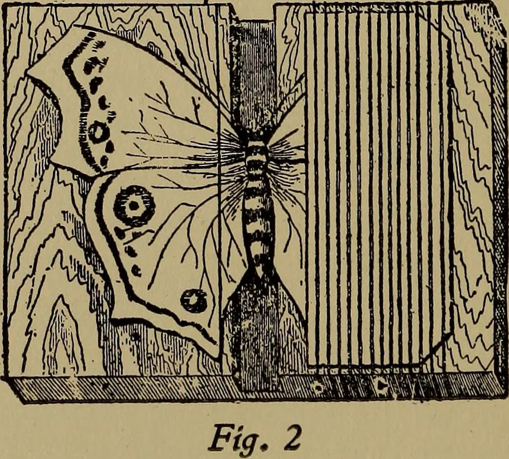 An illustration from Harper's handy-book for girls, ed, 1910, leaf 332