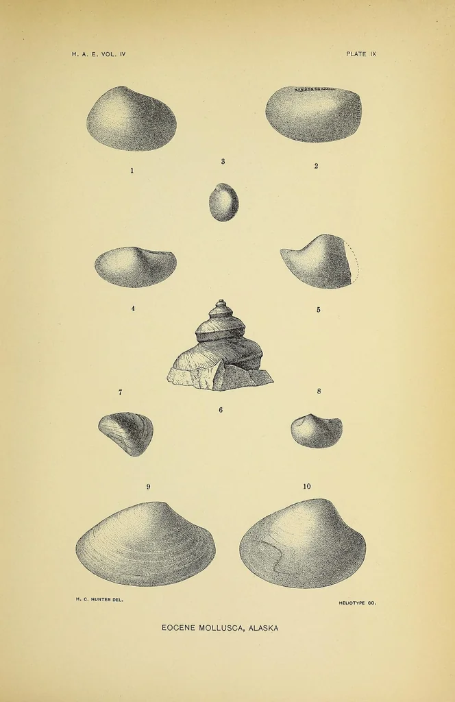 An illustration from Harriman Alaska series. vol. I-V, VIII-XIV, 1910, leaf 175