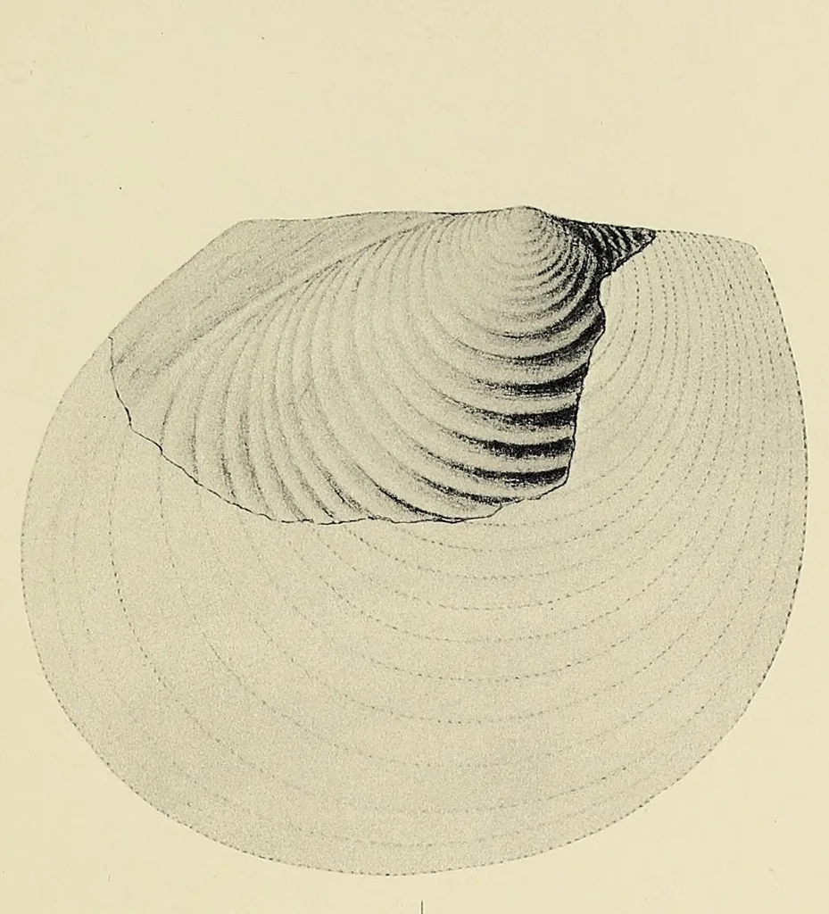 An illustration from Harriman Alaska series. vol. I-V, VIII-XIV, 1910, leaf 209