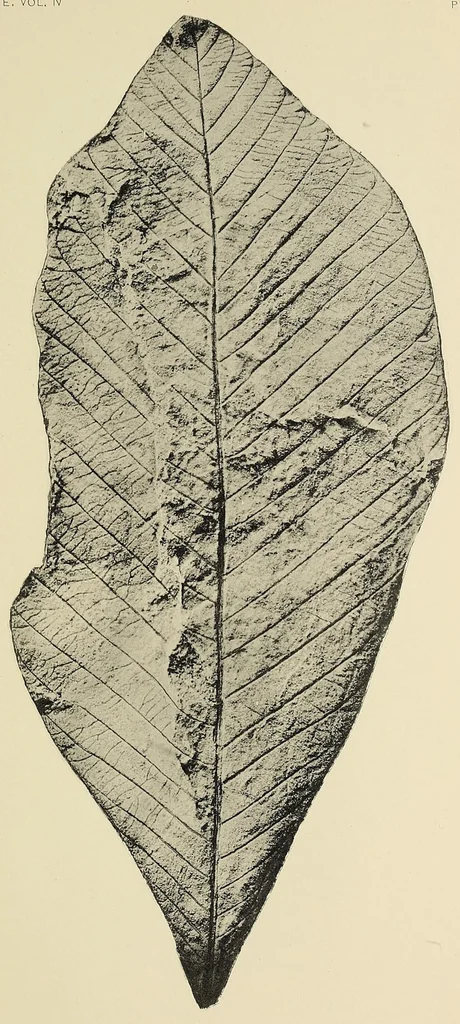 An illustration from Harriman Alaska series. vol. I-V, VIII-XIV, 1910, leaf 299