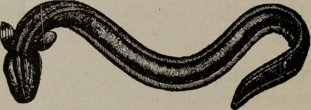 An illustration from Hawkins electrical guide ... : questions, answers & illustrations : a progressive course of study for engineers, electricians, students and those desiring to acquire a working knowledge of electricity and its applications ; a practical treatise, 1914, leaf 24