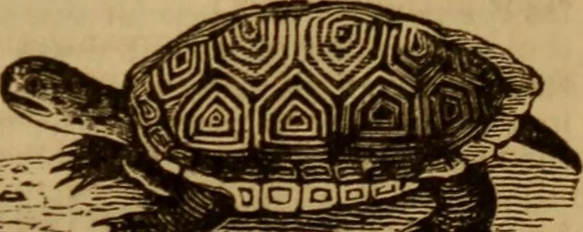 An illustration from Health and character: with directions for their improvement, 1879, leaf 17