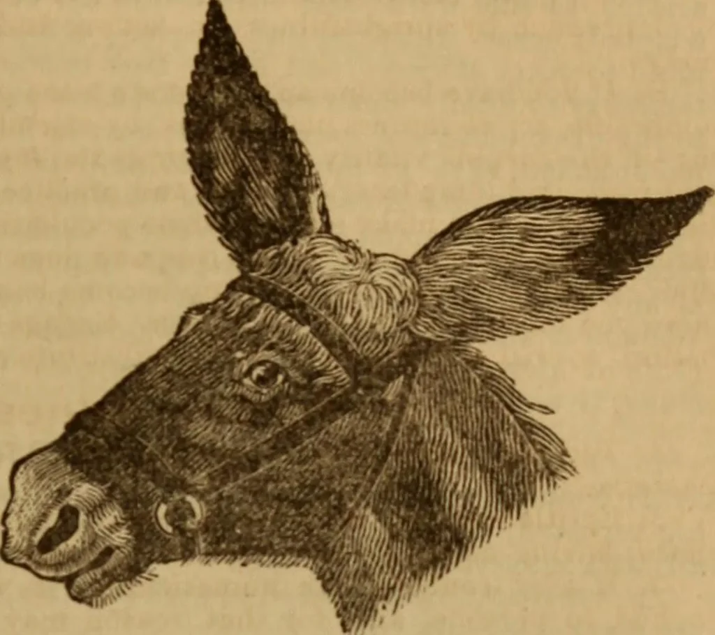 An illustration from Health and character: with directions for their improvement, 1879, leaf 27