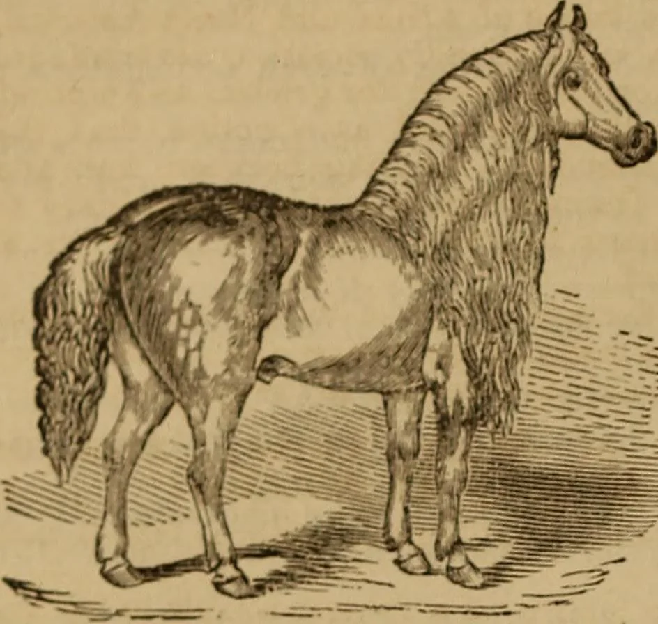 An illustration from Health and character: with directions for their improvement, 1879, leaf 54