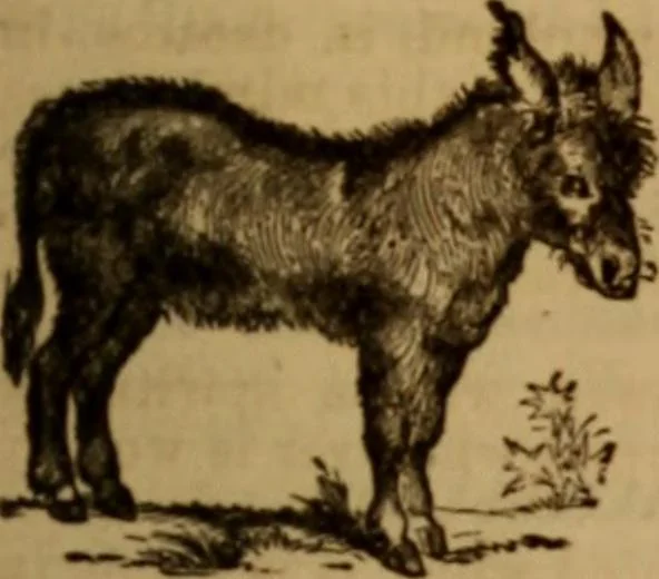 An illustration from Health and character: with directions for their improvement, 1879, leaf 71