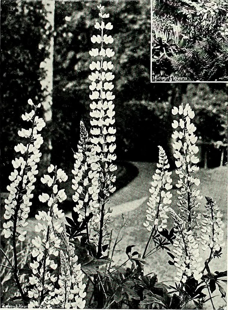 An illustration from Henderson's picturesque gardens and ornamental gardening illustrated, 1908, leaf 100
