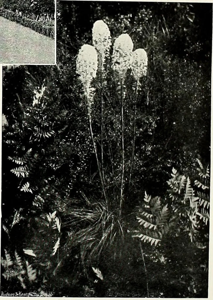 An illustration from Henderson's picturesque gardens and ornamental gardening illustrated, 1908, leaf 100
