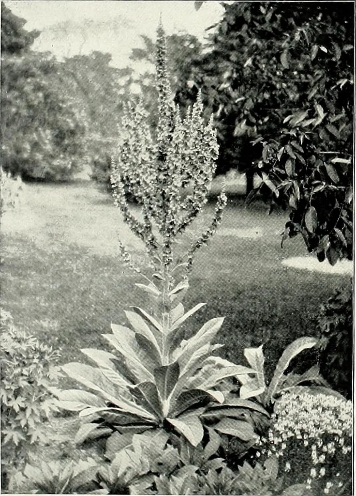 An illustration from Henderson's picturesque gardens and ornamental gardening illustrated, 1908, leaf 102