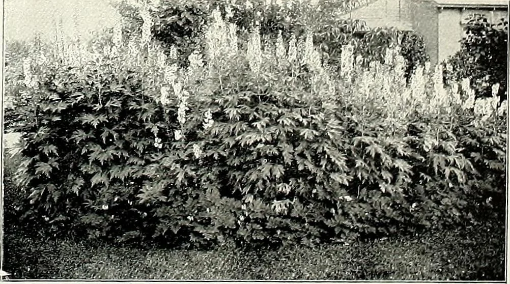 An illustration from Henderson's picturesque gardens and ornamental gardening illustrated, 1908, leaf 102