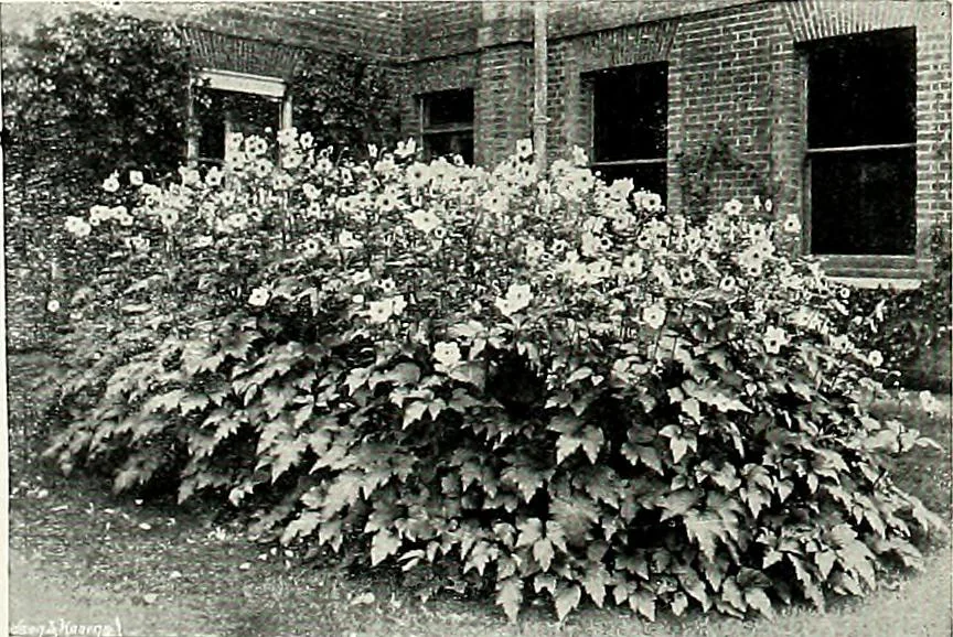 An illustration from Henderson's picturesque gardens and ornamental gardening illustrated, 1908, leaf 103